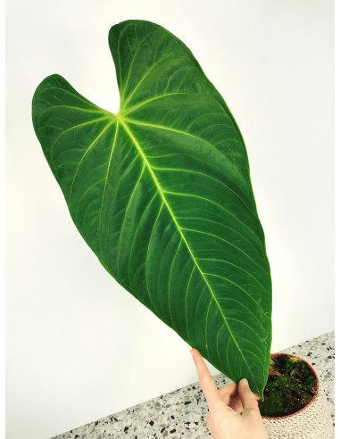 Anthurium queremalense - X-Large JUSQU'A -70%! 