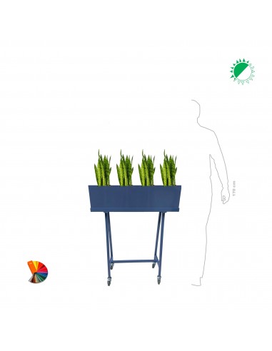 Sansevieria Green moving ou a consommer sur place