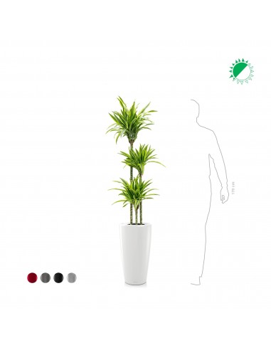 Dracaena 3 pieds Rondo56 français