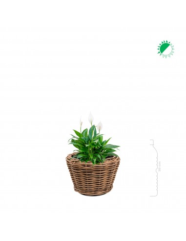 Spathiphyllum Osier27 ou a consommer sur place