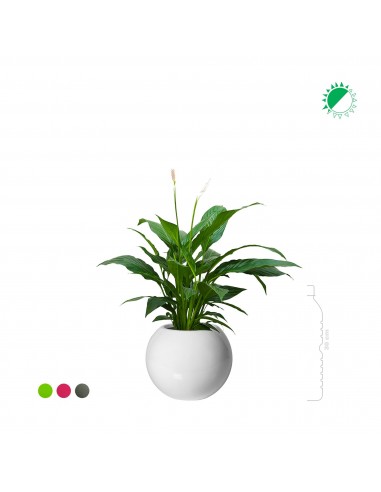 Spathiphyllum Beth31 de votre