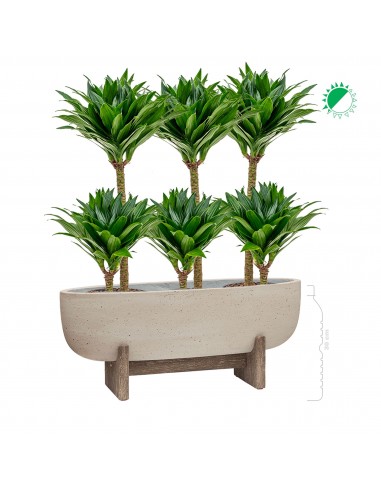 Dracaena Cement Large solde