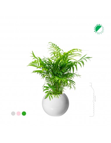 Chamaedorea elegans Beth31 en ligne