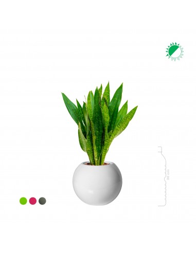 Sansevieria trifasciata "Jade" Beth31 commande en ligne