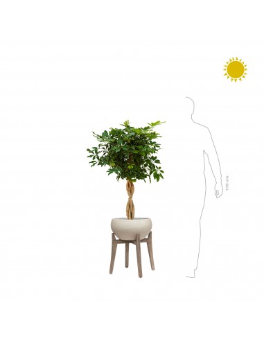 Schefflera arboricola Cement en linge