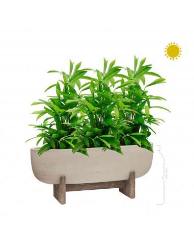 Dracaena surculosa Cement Large outlet