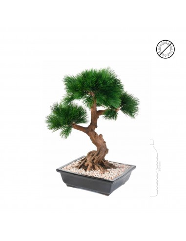 Bonsai pin en coupe brillant des détails fins