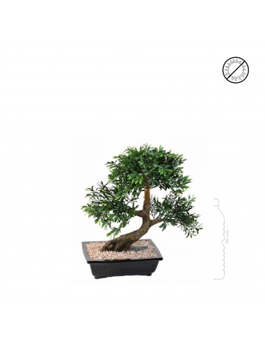 Bonsai black willow Les magasins à Paris