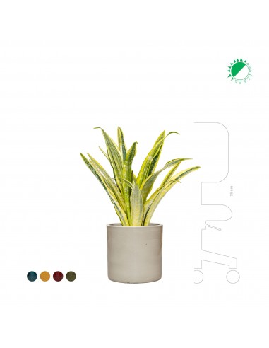 Sansevieria Cylinder30 pas cher