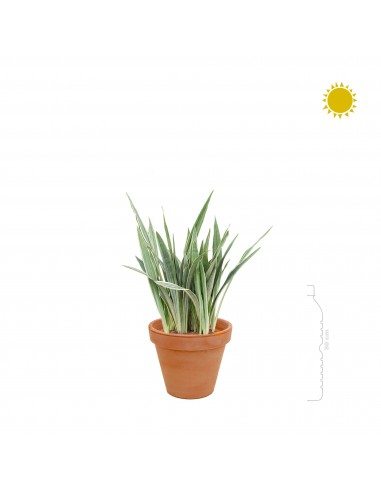 Sansevieria Terra Cotta antique JUSQU'A -70%! 