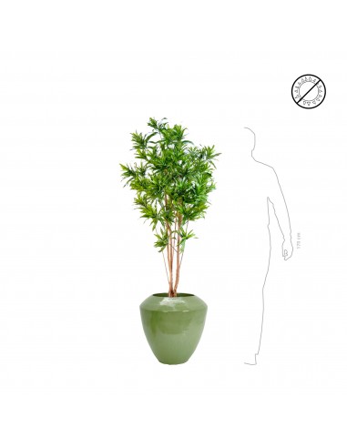 Dracaena Plain Coppa Lime Amélioration de cerveau avec