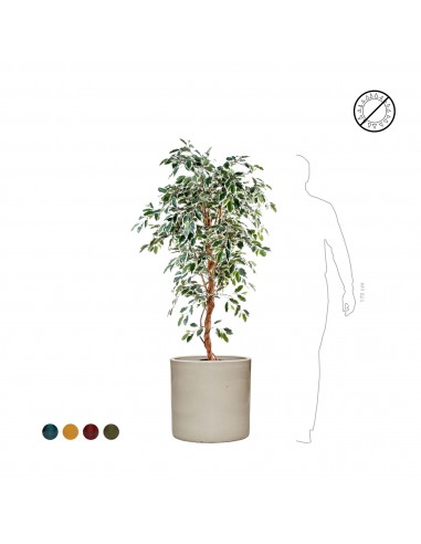 Ficus Cylinder50 Dans la société mordern