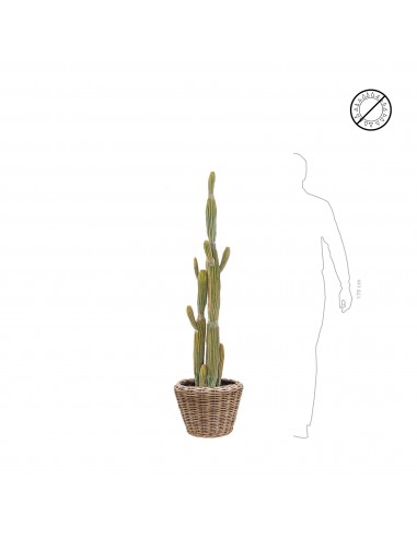 Cactus finger osier Rattan43 votre