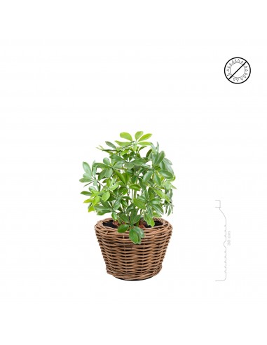 Schefflera osier Rattan27 Livraison rapide