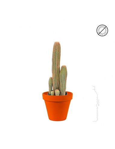 Cactus finger Terra Cotta antique prix pour 