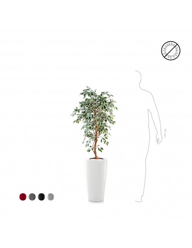 Ficus Rondo56 en ligne des produits 