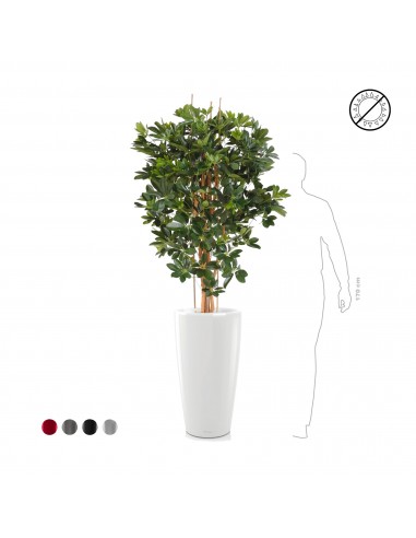 Schefflera Rondo75 le des métaux précieux