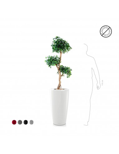 Ficus retusa Rondo75 50-70% off 