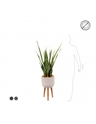 Sansevieria Retro63 meilleur choix