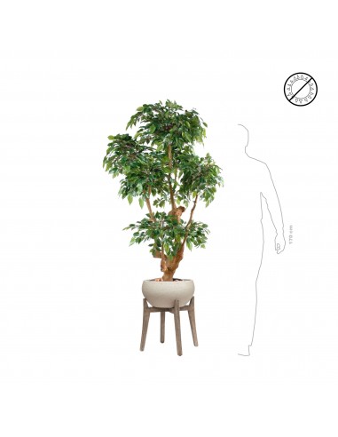 Ficus Natasja Cement suggérées chez