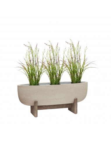 Acorus fleuri Cement Large solde