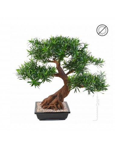 Bonsai podocarpus en coupe le des métaux précieux