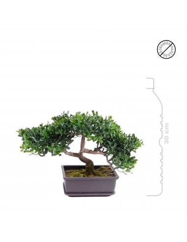 Bonsai thé mini est présent 