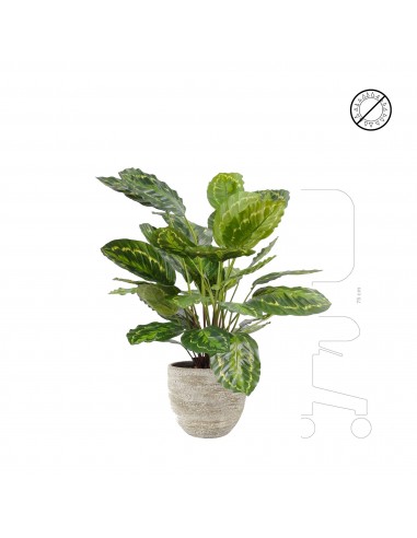 Calathea Karlijn Earth 2 - 3 jours ouvrés.