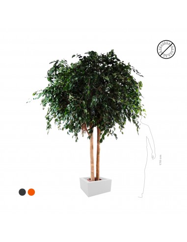 Ficus exotica géant Fin de série