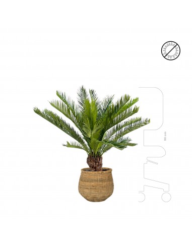 Cycas bohemian Antonio JUSQU'A -70%! 