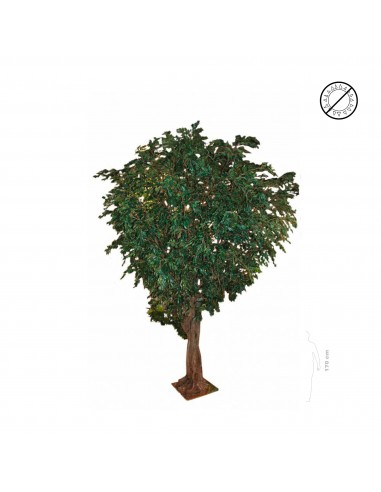 Ficus géant les ctes