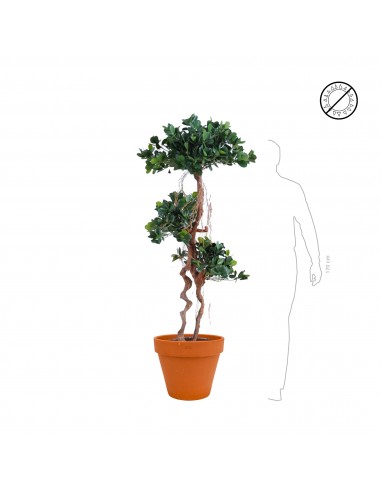 Ficus panda terra cotta commande en ligne