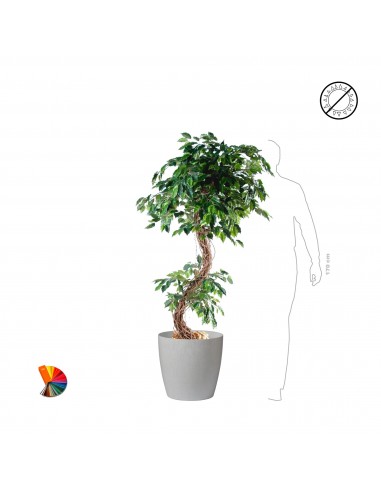 Ficus S regular43 Paris Déstockage Promo