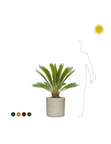 Cycas revoluta Cylinder40 commande en ligne