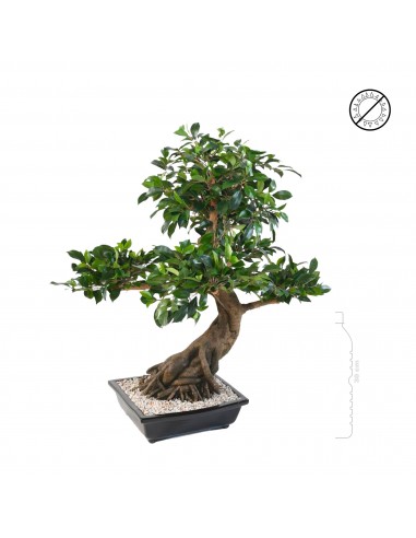 Bonsai ficus en coupe Toutes les collections ici