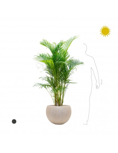 Areca Raindrop Globe livraison et retour toujours gratuits