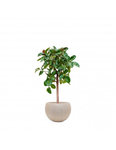 Ficus elastica Raindrop Globe À commander