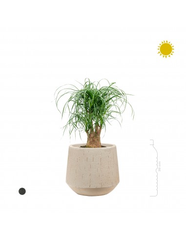 Beaucarnea Raindrop Darcy prix