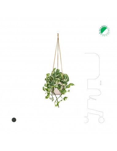 Scindapsus Rough Charlie Hanging de la marque