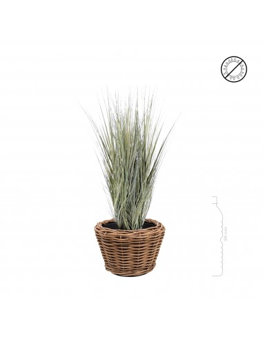 Onion Grass osier Rattan27 votre