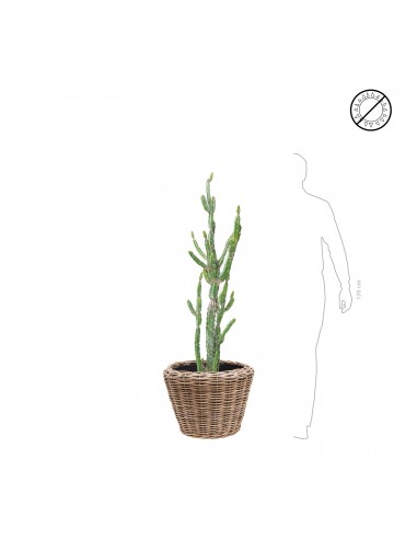 Cactus finger Osier42 de votre