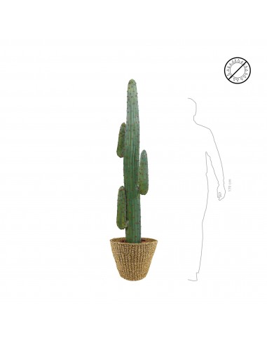 Cactus mexico Jip34 offre 