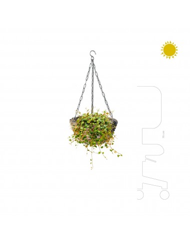 Peperomia osier rattan suspension40 france