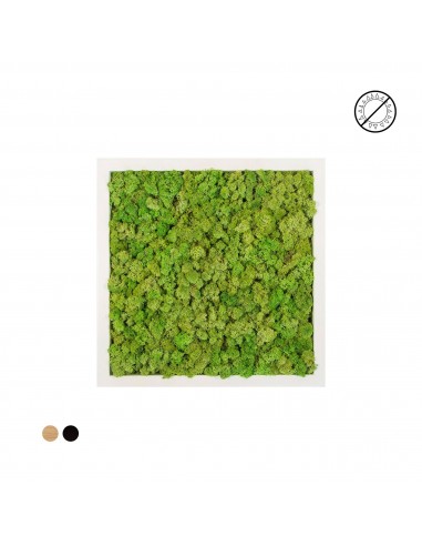 Tableau lichen vert mint carré 60x60 l'achat 