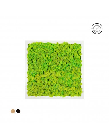 Tableau lichen vert citron carré 60x60 Pour