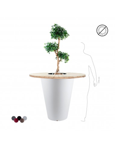 Ficus retusa "Mange debout" Otium Véritable concentré