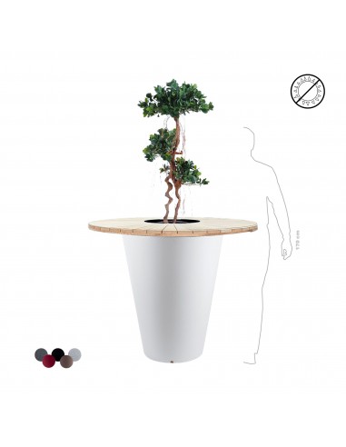 Ficus panda "Mange debout" Otium prix