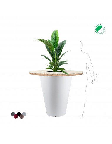 Spathiphyllum sensation "Mange debout" Otium 2024