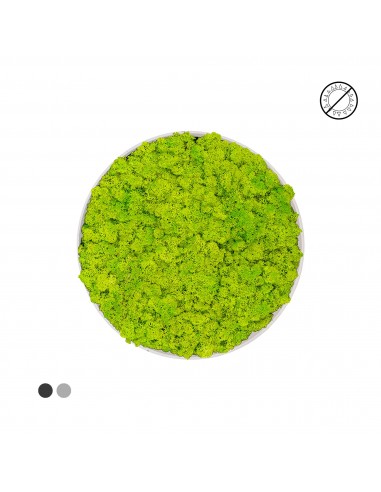 Tableau rond Lichen Vert printemps 40 votre restaurant rapide dans 