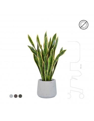 Sansevieria Rough Patt34 vente chaude votre 